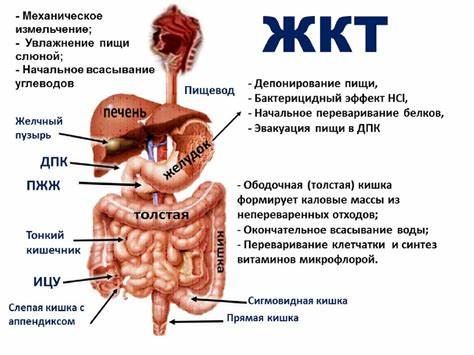 Диета при желудочно кишечного кровотечения Желудочно-кишечный тракт - online presentation Желудочно-кишечный тракт - online presentation Диета при желудочно кишечного кровотечения