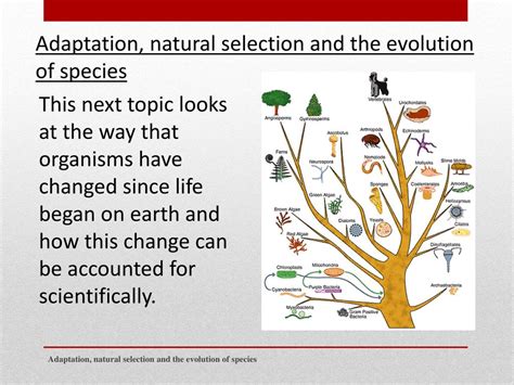 Ppt Adaptation Natural Selection And The Evolution Of Species