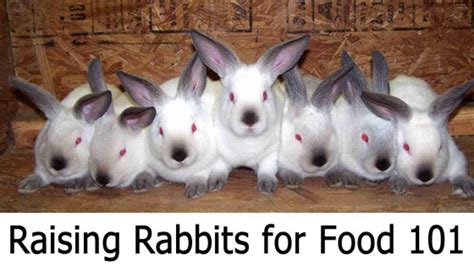 raising meat rabbits the complete beginner s guide survivalist 101 meat rabbits raising