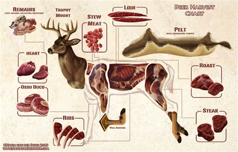 This Diagram Makes Butchering A Deer Much Easier