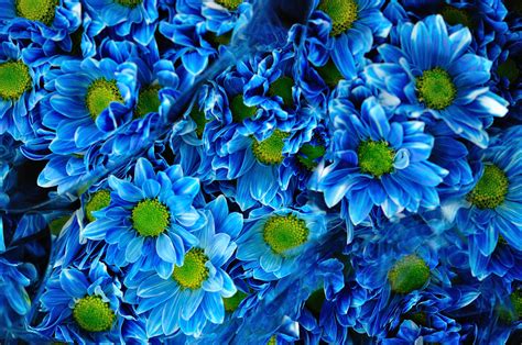 Blue Petaled Flowers Hd Wallpaper Wallpaper Flare