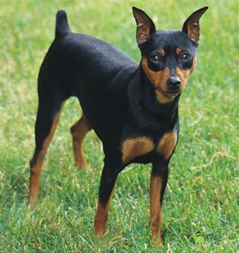 Miniature Pinscher Min Pin Dog Breed Information And Images