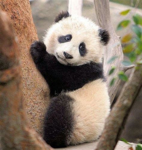Adorable Panda Panda Panda Bear Cute Baby Animals