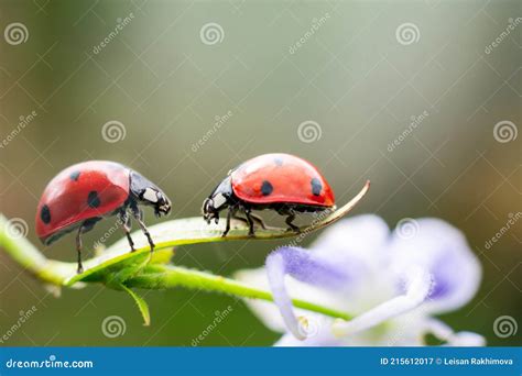Couple Of Red Tiny Ladybugs On Fragile Flower Looking To Each Other