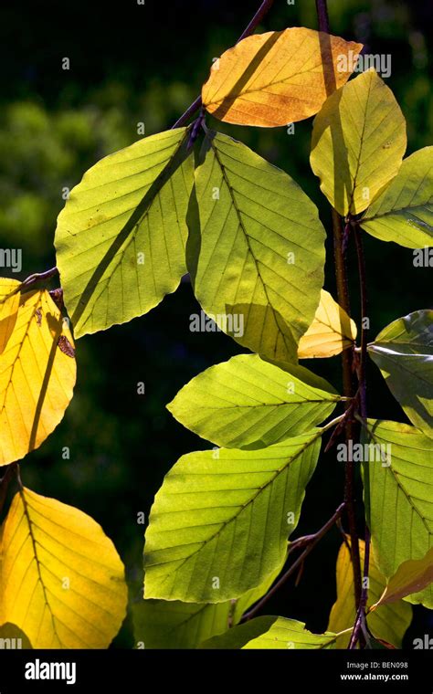 Beech Tree Leaves Hi Res Stock Photography And Images Alamy