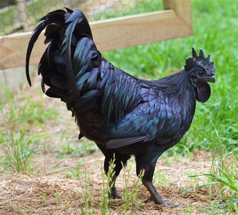 rare black chicken is black from its feathers to its bones