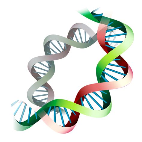 dna clipart png dna structure clipart clipart transpa