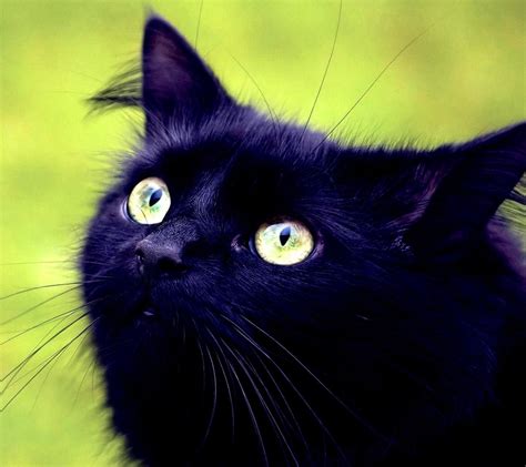 Blackest Cat With Images Cats Cat Wallpaper Black Cat