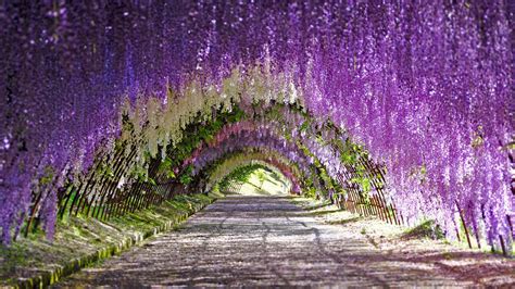 Wisteria Blooms At Kawachi Fuji Gardens In Kitakyushu Japan © Wibowo