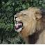 Snarling Lion Photograph By Bruce W Krucke