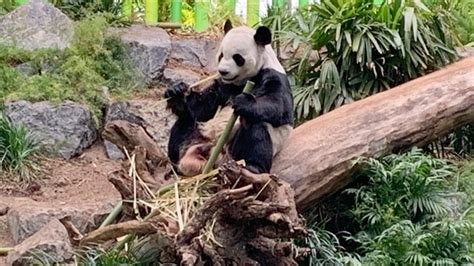 Calgary Zoo Secures Fresh Bamboo As Giant Pandas Return To China