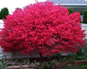 Dwarf Burning Bush Euonymus Alatus Compactus Live Etsy