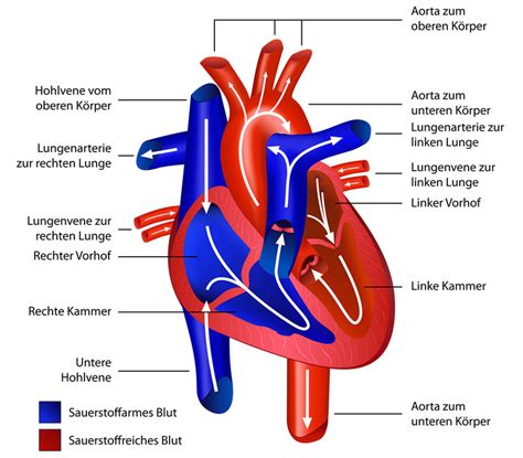 Das Herz Aufbau Und Funktion Einfach Erklärt Dkv