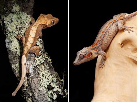 Crested Gecko Vs Gargoyle Gecko What Is The Difference Vivo Pets