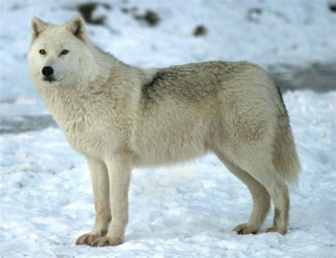 Arctic Wolf Wild America Wiki Fandom