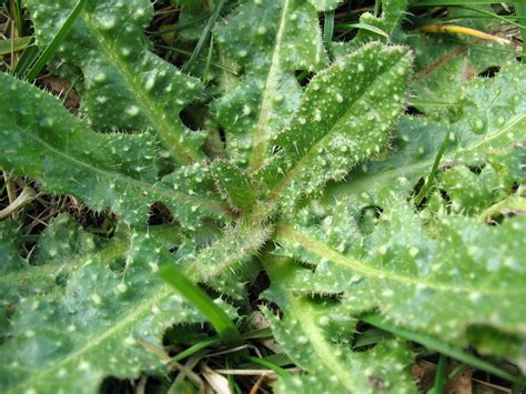 Lawn weed prevention will help you have a more enjoyable spring and summer because you won't be battling the weeds. Prickly Weed | As I was weeding our lawn and borders I ...