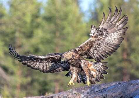 Flying Golden Eagle Photo By Arsi Ikonen — National Geographic Your