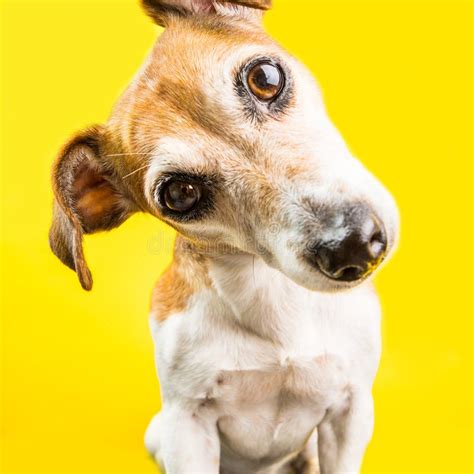 Close Up Surprised Curious Lovely Dog Portrait On Yellow Background