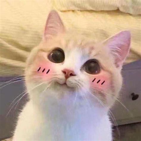 Funny Cat Meme Pfp Pfp Cat Anime Funny Cute Kitten Meme Memes Hero