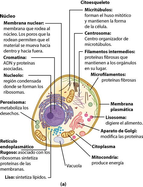 Celula Eucariota Y Sus Partes Abc Fichas Images