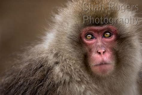Japanese Macaque Or Snow Monkey Subadult Portrait Macaca Fuscata