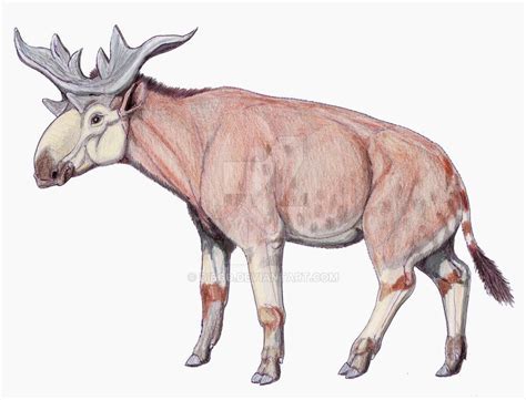 Sivatherium Was A Moose Like Relative Of The Giraffe And Okapi That