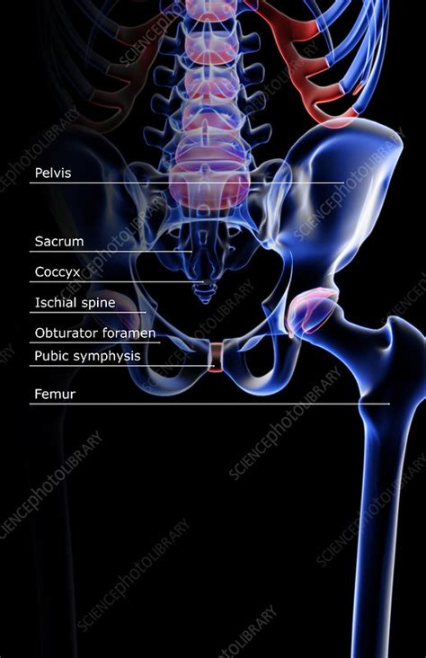 The Bones Of The Pelvis Stock Image F0018141 Science Photo Library