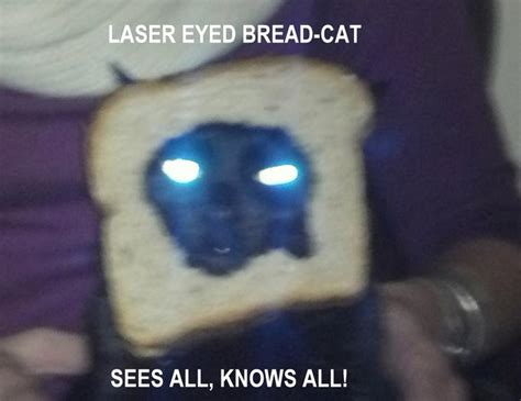 Image 243871 Cat Breading Know Your Meme