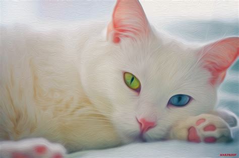 Learn more about the 13 breeds with big eyes that will melt your heart. CAT BEAUTY HD Wallpaper | Background Image | 2048x1363 ...