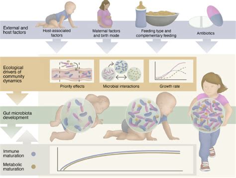 Early Life Gut Microbiota And Its Connection To Metabolic Health In