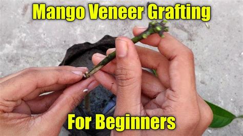 How To Graft A Mango Plant Best Mango Grafting Technique Mango