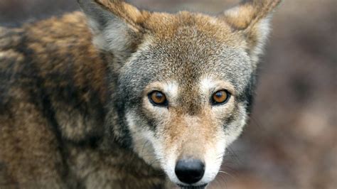 Endangered Red Wolf Population In Nc Bolstered By Settlement Raleigh