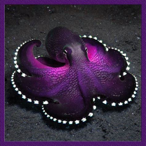 Colour And Shape So Cute Octopus Tattoos Octopus Tattoo Purple