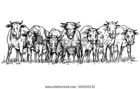 4184 Herding Cows Stock Vectors Images And Vector Art Shutterstock