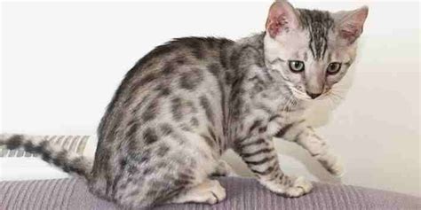 Top 10 Silver Bengal Cat Amo