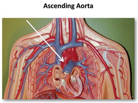Diagram Of Aorta