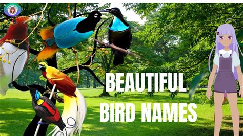 Beautiful Bird Namesiconanimation Youtube