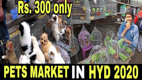 Pets Market In Hyderabad Chowk Pet Market That Hyderabadi Vlogger