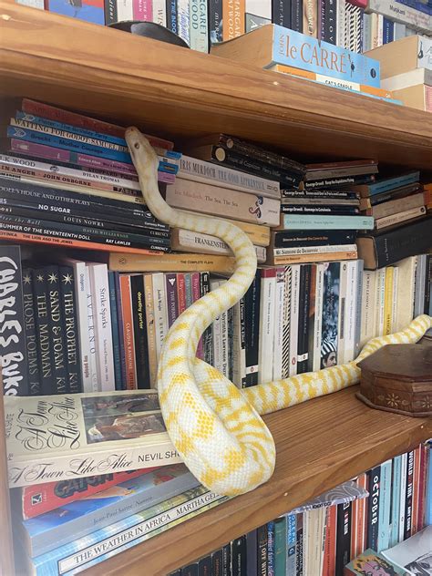 She thinks she’s a bookworm : snakes