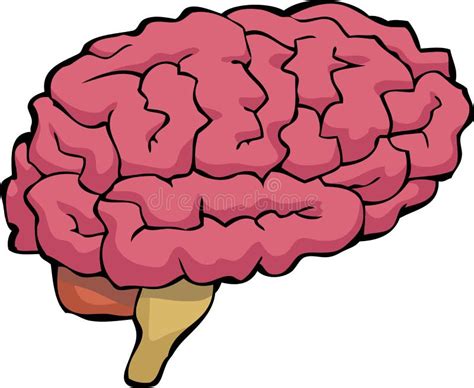 Cartoon Brain Stock Vector Illustration Of Memory Cerebrum 32461161