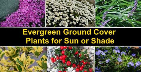 Evergreen Ground Cover Plants For Sun Or Shade With Pictures