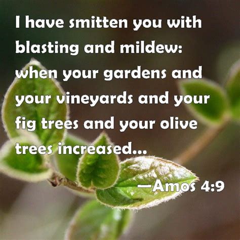 Amos 4 And 9 The Palmerworm Devoured Them Yet Have You Not