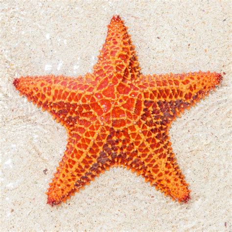 Close Up Of A Starfish Sea Star Stock Photo Image Of Sand Creature