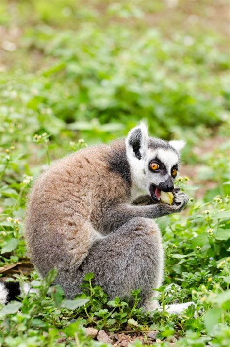 Lemur Catta Eating Stock Photo Image Of Ring Primate 34840434