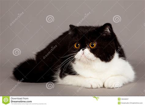 Exotic Shorthair Cat Persian Cat Stock Image Image Of Studio Nature