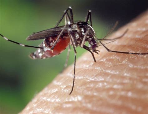 Why Do Mosquito Bites Itch And Swell Smore Science Magazine