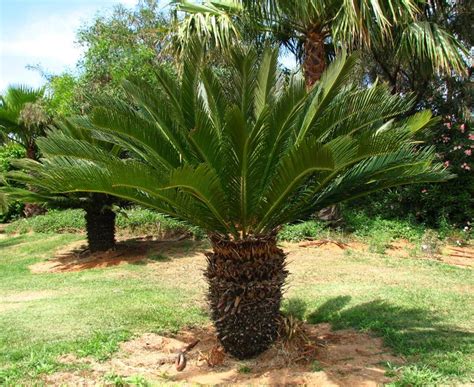 How To Grow A Sago Palm From Seed The Garden Of Eaden