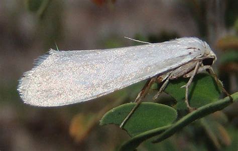 Desert Moth Bugguidenet