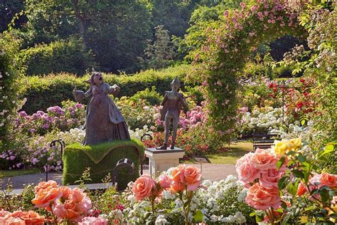 Alice In Wonderland Rose Garden