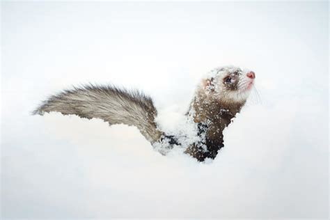 Do Ferrets Like Snow With Pictures And Videos The Pet Savvy